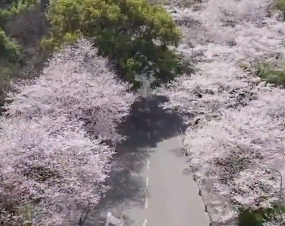 Iz Vuhana stižu drugačije slike: Nada cveta sa trešnjama (VIDEO)